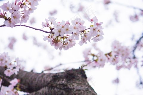 淡粉色樱花摄影图片