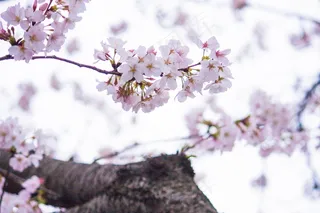 淡粉色樱花摄影图片