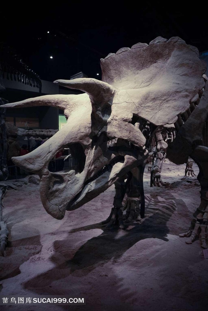 天津自然博物馆内景-大型恐龙骨骼照片