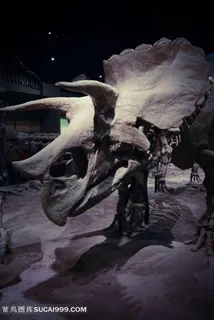 天津自然博物馆内景-大型恐龙骨骼照片