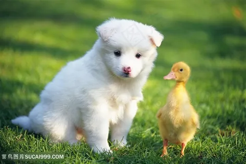 草地上可爱小奶狗和小鸭高清摄影图片