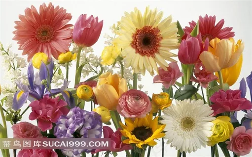 彩色菊花鲜花素材
