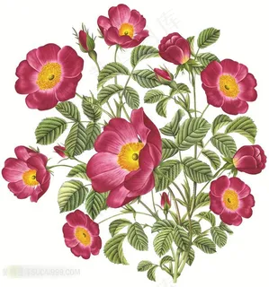 花卉艺术设计图片