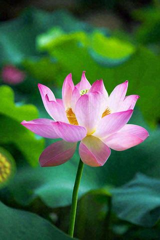 中国风夏日荷花荷叶大气特写摄影，大暑小暑夏至摄影图