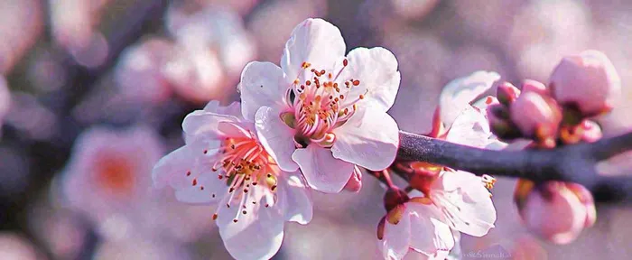 白色浪漫春季樱花花朵枝叶，立春惊蛰春分摄影图(1712x704)