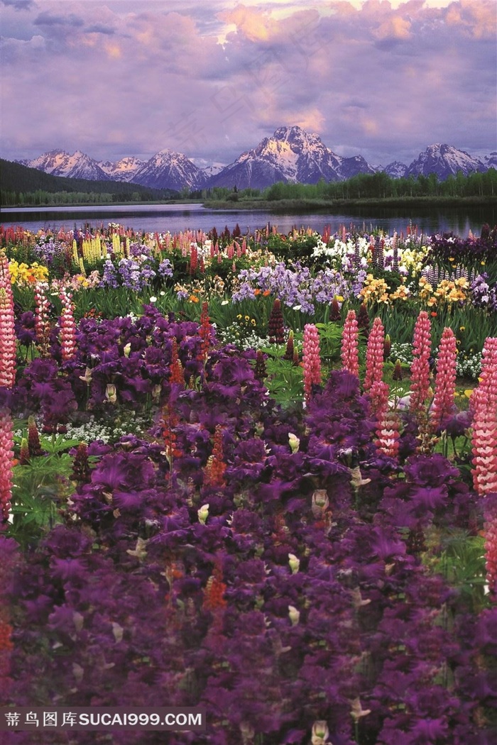 百花争艳的花海唯美风景