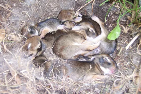 兔子可爱动物素材动物实拍