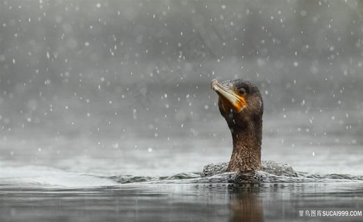 湖*鸳鸯壁纸 湖*鸳鸯壁纸