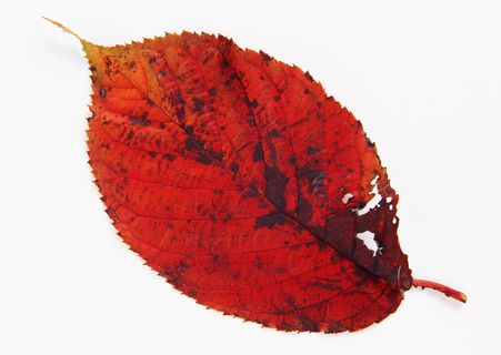 秋叶叶子十六 秋叶叶子十六