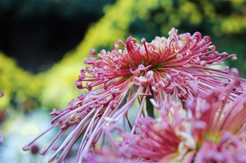 怒放盛开的菊花素材图片