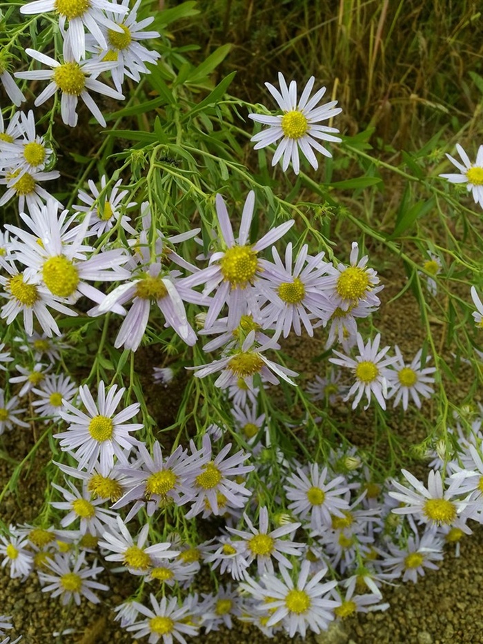 白色野菊花图片