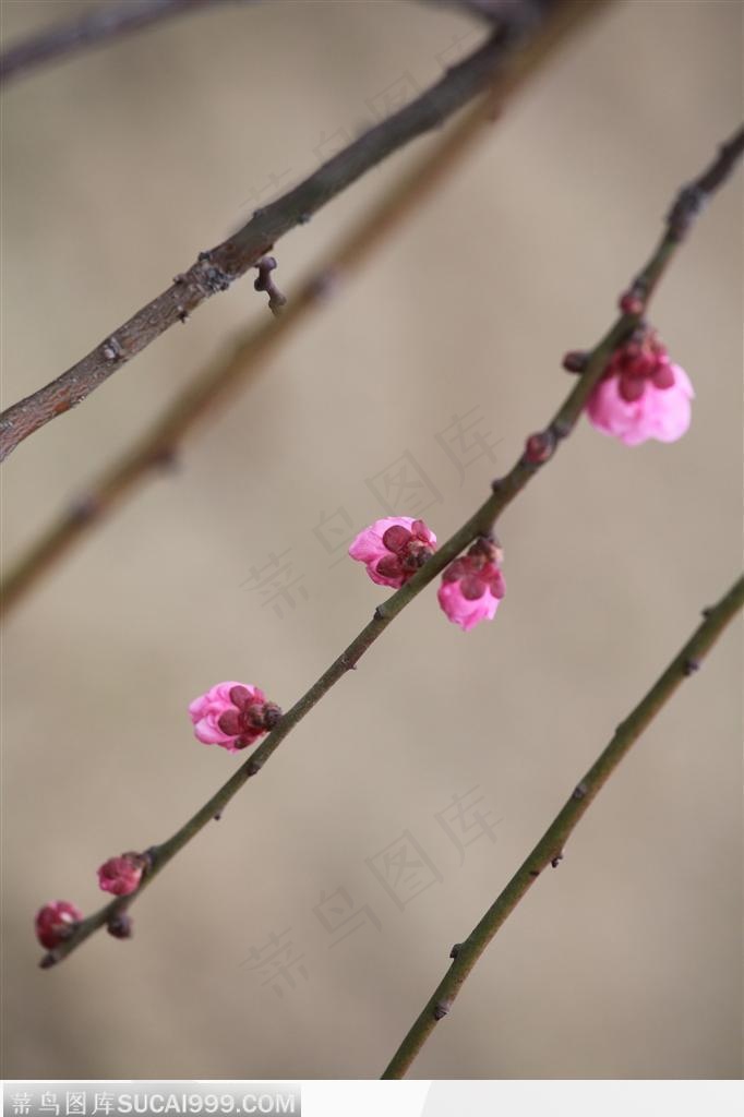 梅花物语-一枝垂下的梅花