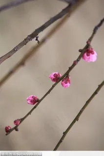 梅花物语-一枝垂下的梅花