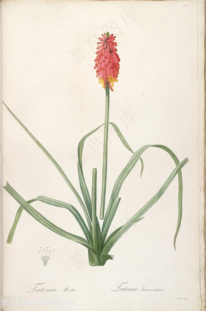 高清唯美花卉雷杜德原版花草图谱