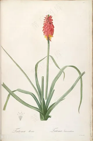 高清唯美花卉雷杜德原版花草图谱