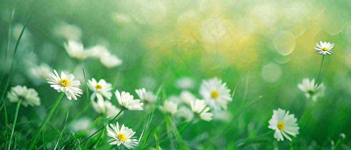 夏至夏天向阳菊花草地立夏小暑摄影图(1680x720)