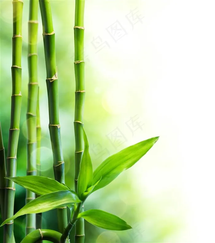 翠美丽的竹子图片素材 翠美丽的竹子图片素材