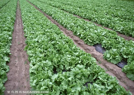 农作物-种植在地里的生菜可采收