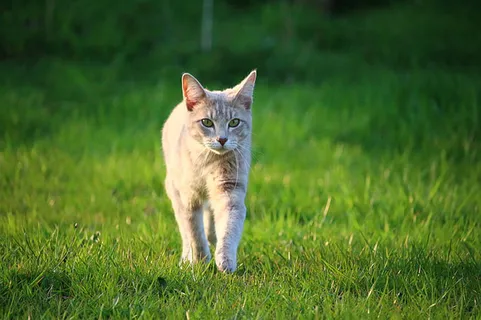 可爱猫咪 动物 素材 奶萌 (96) 可爱猫咪 动物 素材 奶萌 (96)