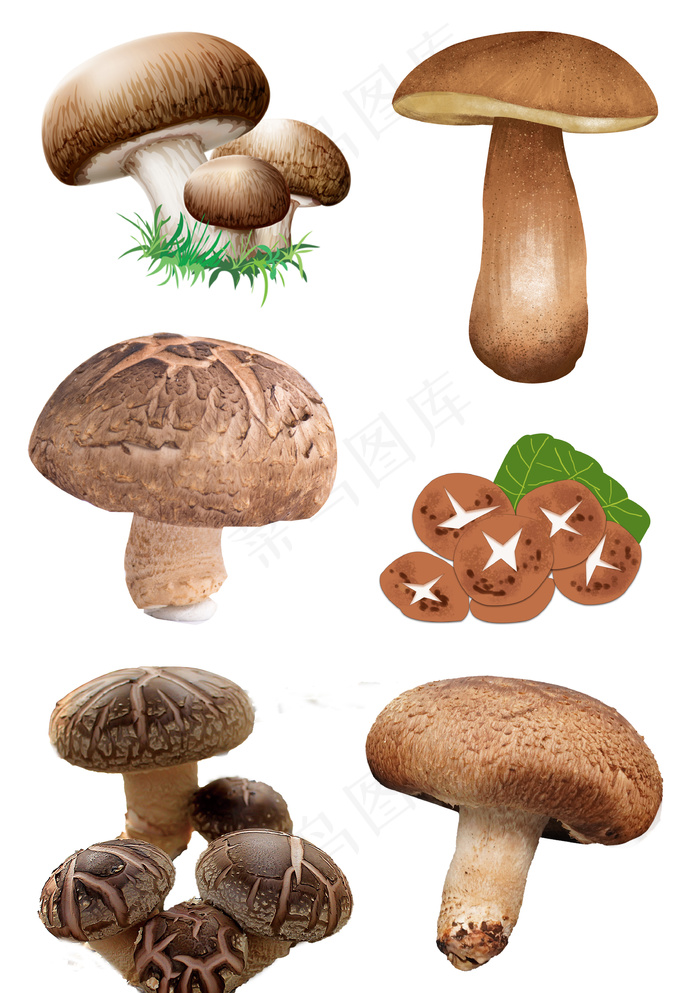 香菇花菇插图菌类元素大合集psd模版下载
