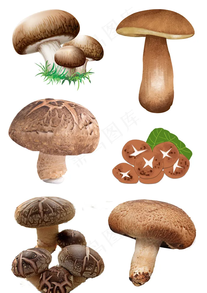 香菇花菇插图菌类元素大合集psd模版下载