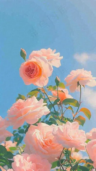 春天蓝天白云阳光下的浪漫粉色玫瑰枝叶绿叶