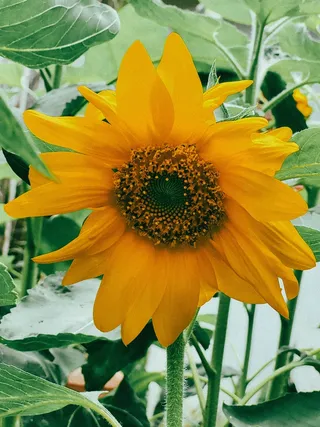 黄色向日葵摄影素材