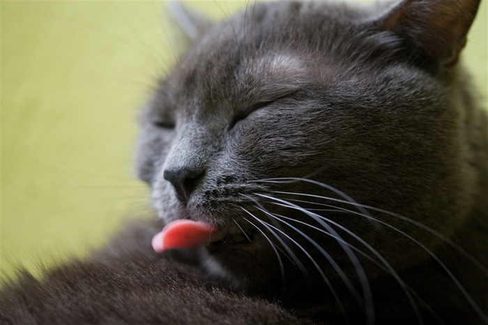 宠物猫机灵美图素材