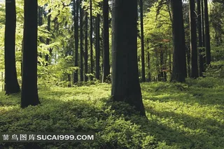 大山里树林深出