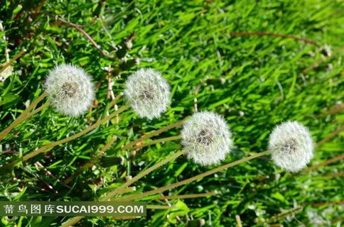 草地上的蒲公英