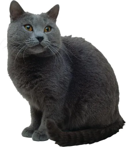 灰猫 PNG免抠(1946x2274)