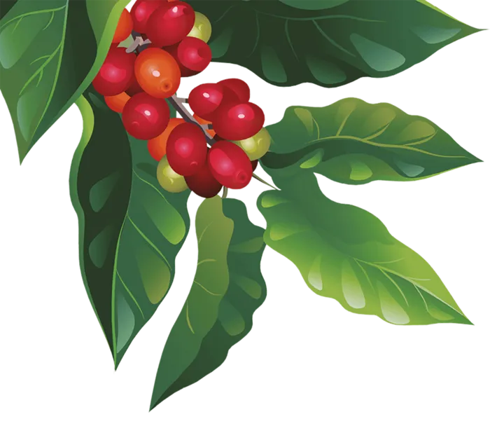 咖啡豆现代农业