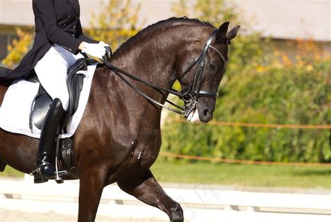 骑马的女运动员图