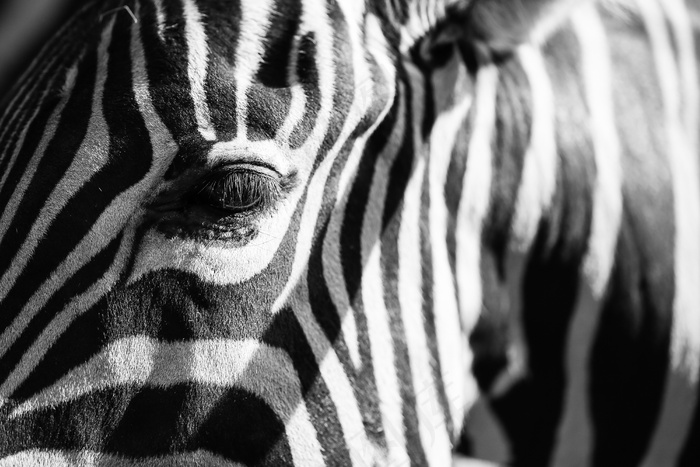斑马局部图片
