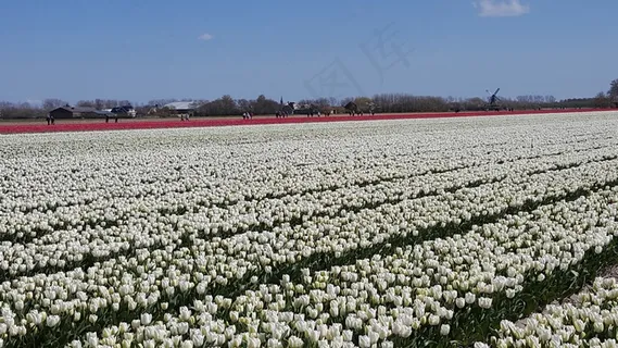 白色郁金香花海图片 白色郁金香花海图片