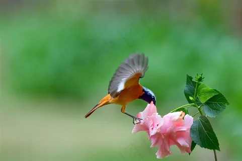 追逐花朵的北红尾鸲雄鸟摄影