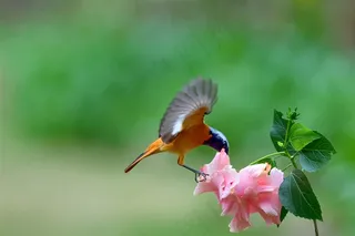 追逐花朵的北红尾鸲雄鸟摄影