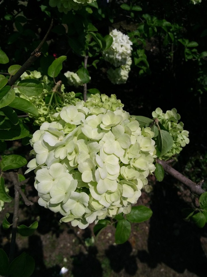 绣球花高清特写