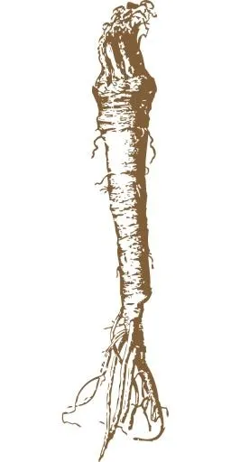 辣根 PNG免抠(640x1280)