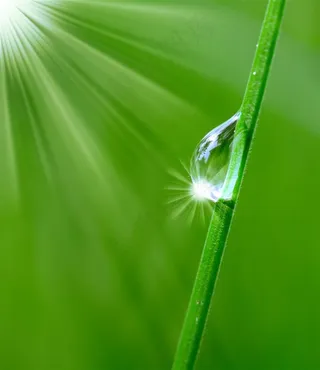 唯美树叶水珠水滴写真高清图