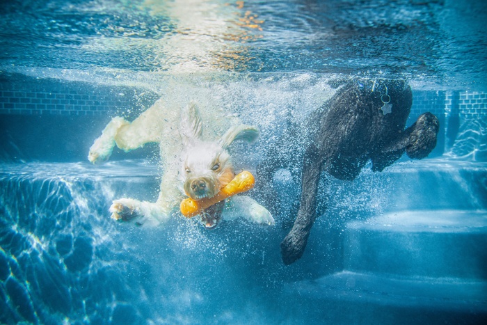 狗狗潜水图片