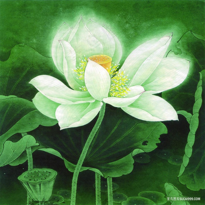 唯美荷花高清画