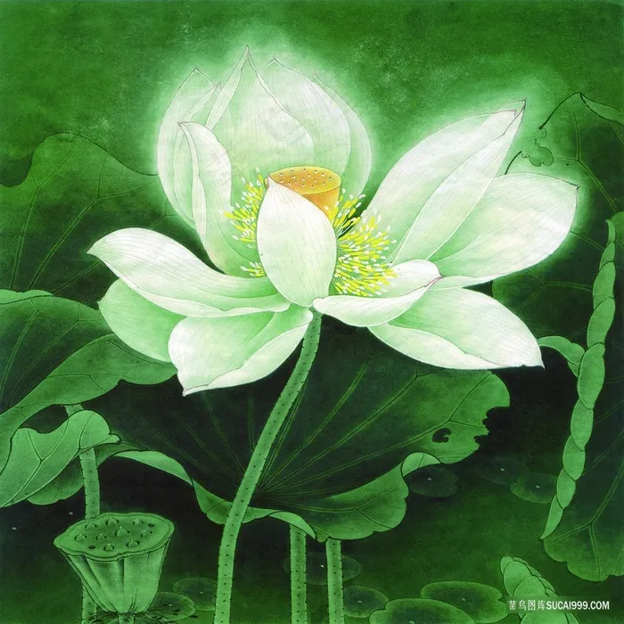 唯美荷花高清画