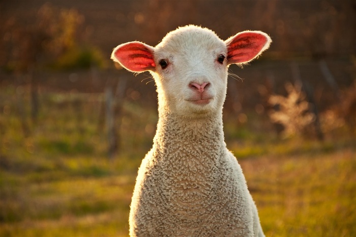 红色耳朵可爱小羊