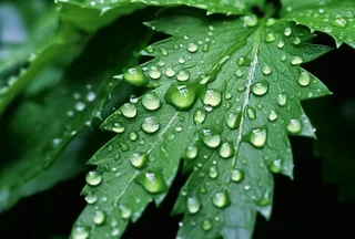 露珠绿叶摄影背景