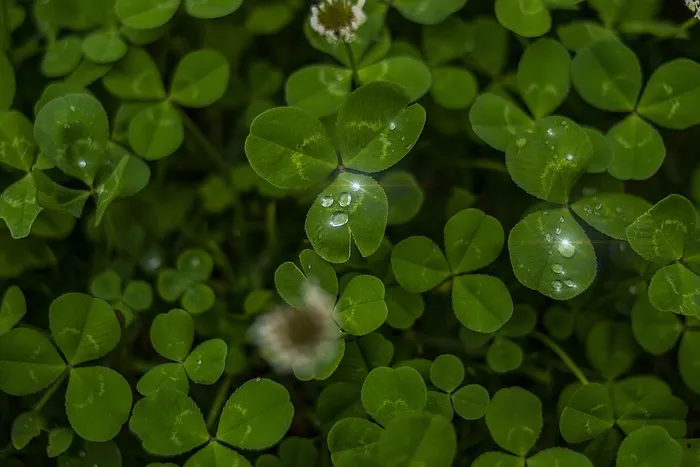翠绿三叶草图片