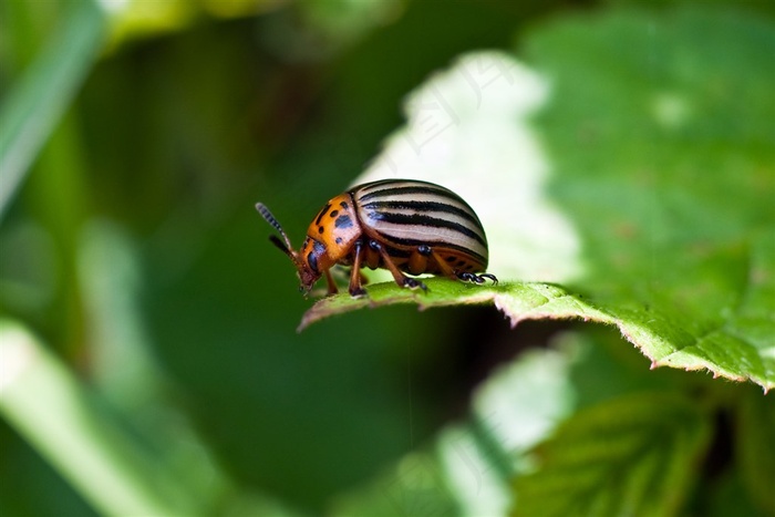 大自然中的昆虫