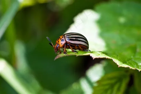 大自然中的昆虫