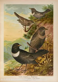 水彩高清松枝麻雀插画图片 水彩高清松枝麻雀插画图片