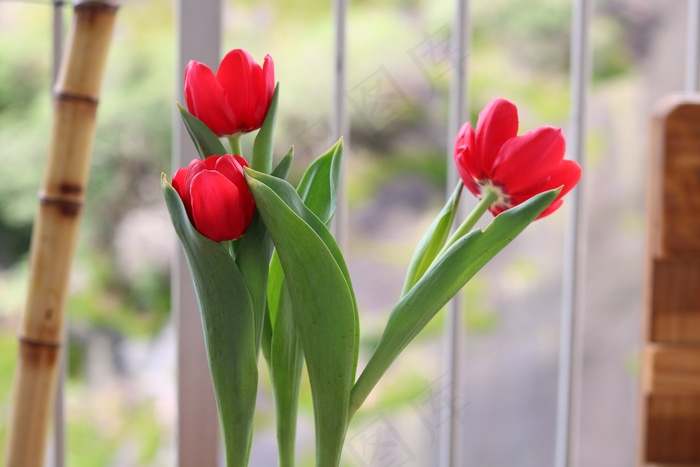 郁金香花朵图片